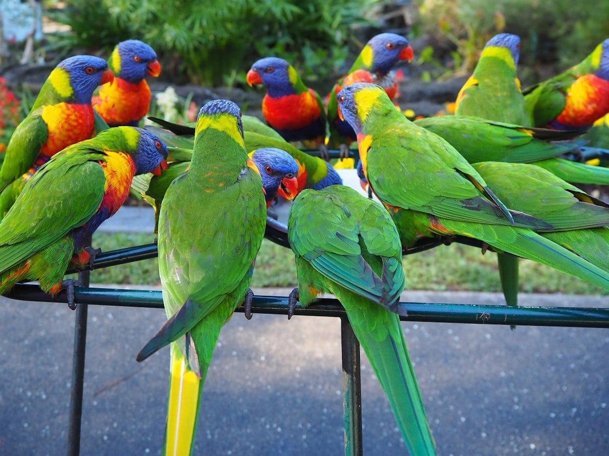 Rainbow lorikeets crowding a garden perch