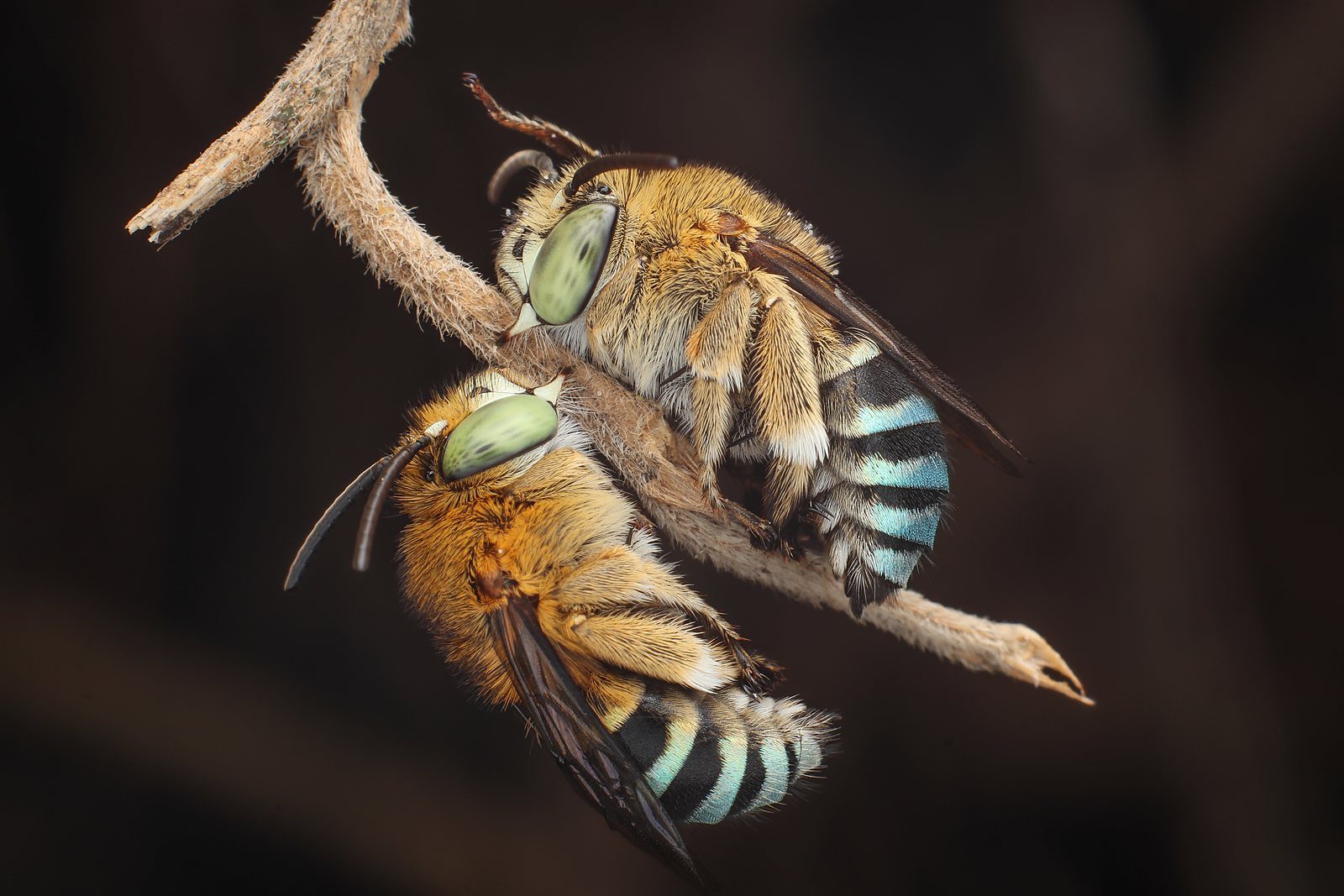 Two blue banded bees resting face to face on a twig