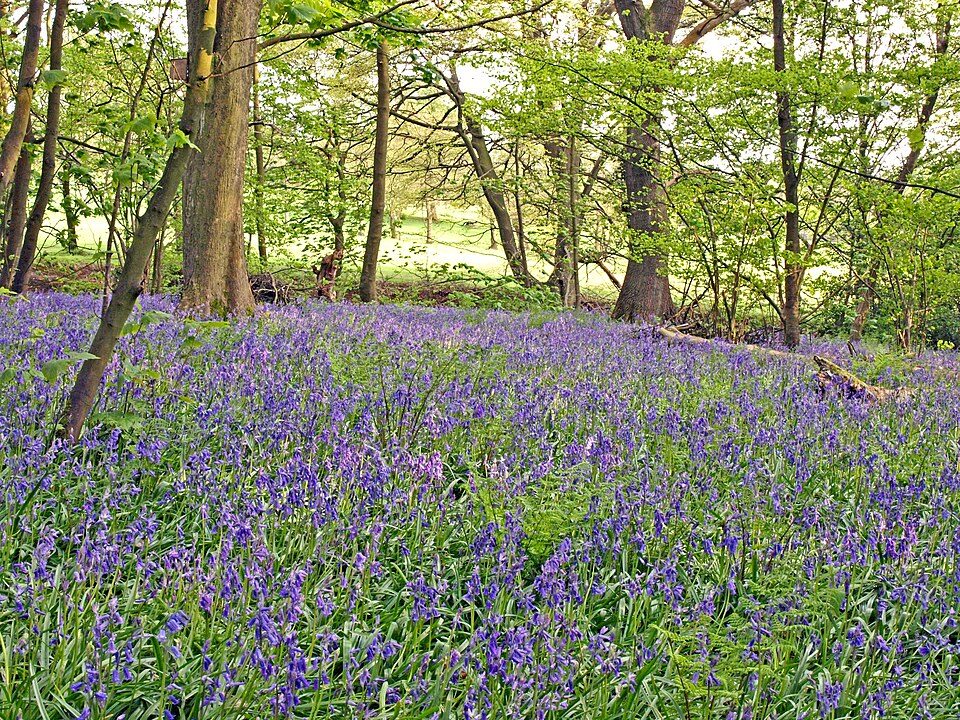 A carpet of bluebells beneath spring trees in an English wood