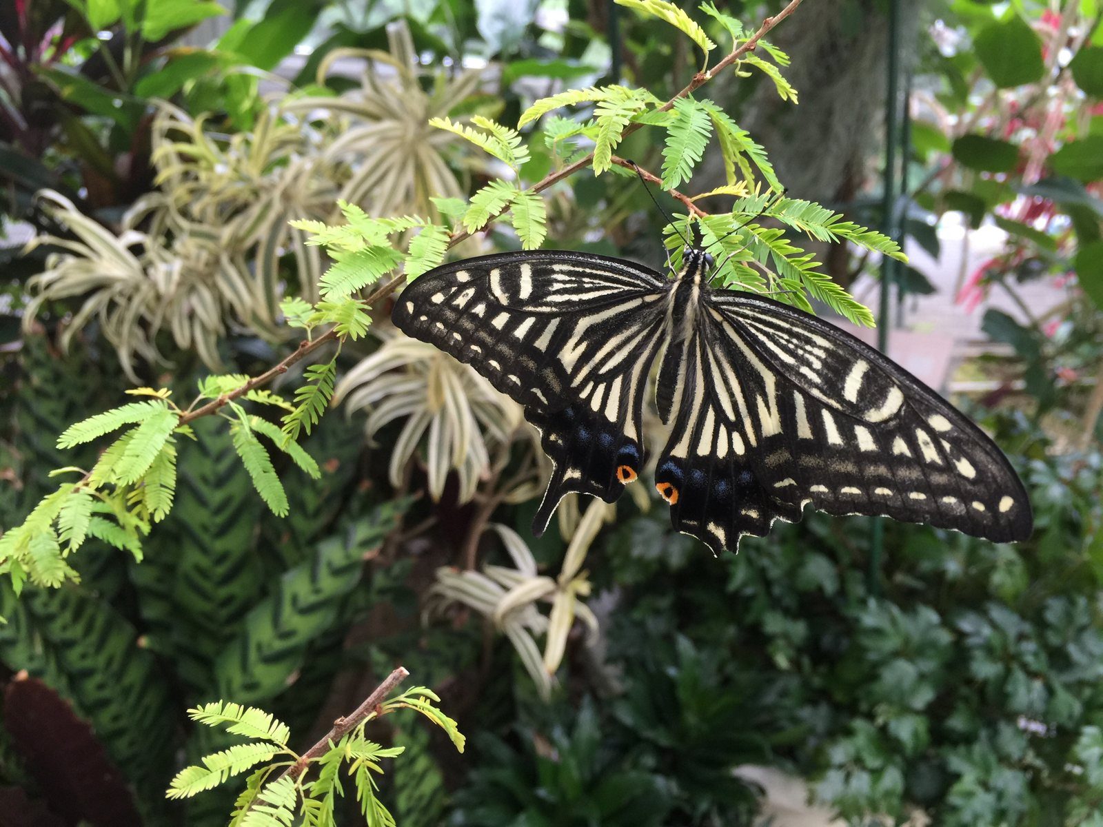A swallowtail butterfly with wings spread in a greenhouse in Itami, Japan