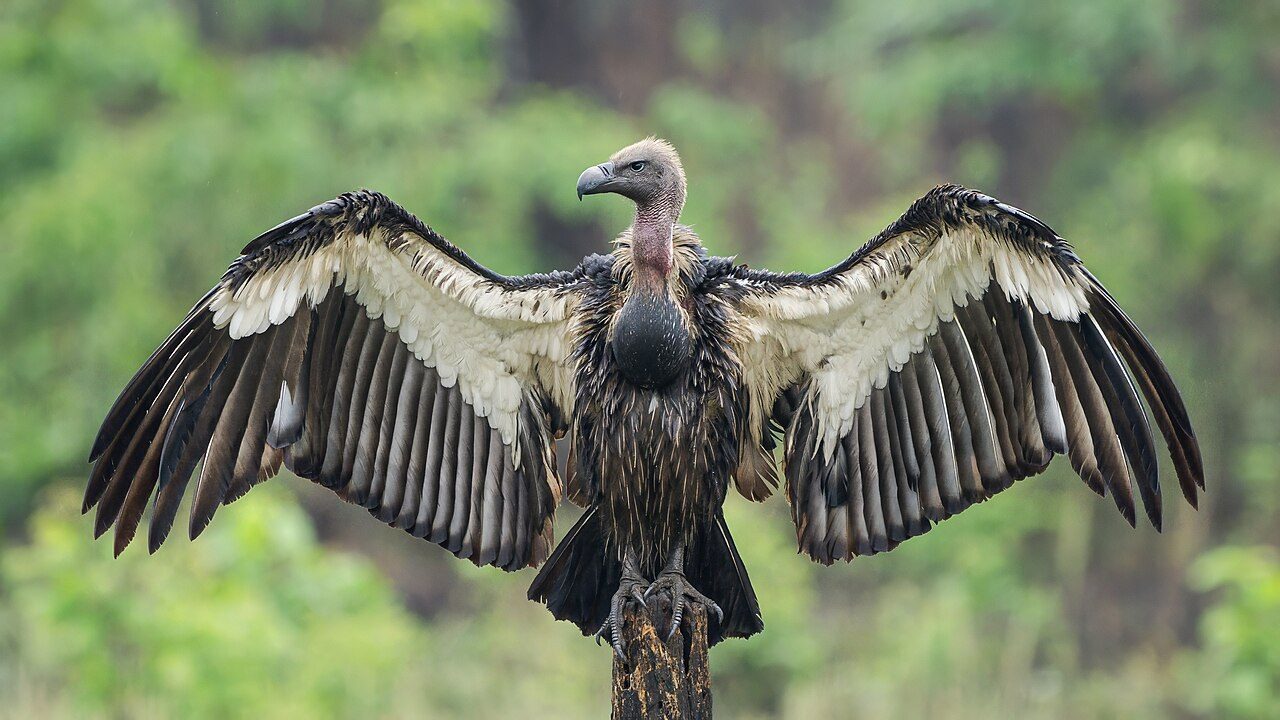 A white rumped vulture perched with its great wings spread wide