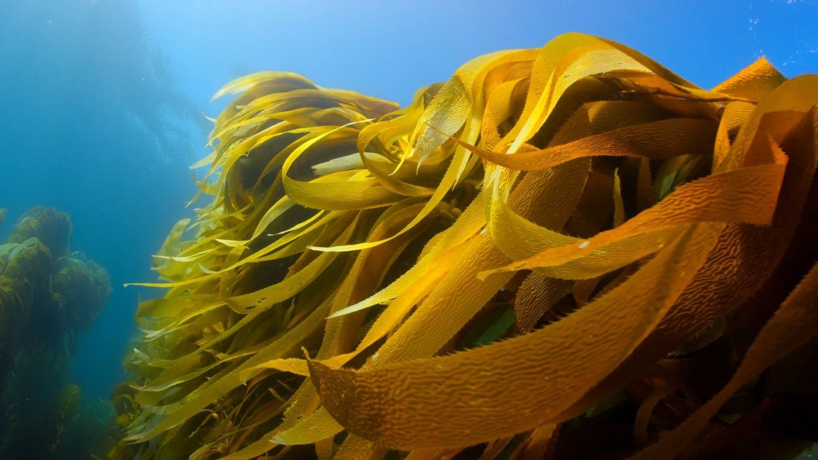 Golden kelp forest beneath clear water