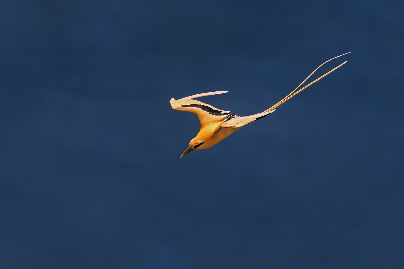 A golden bosun, the golden form of the white tailed tropicbird, flying over deep blue ocean with its long tail streamers trailing, photographed by Patrick Kavanagh