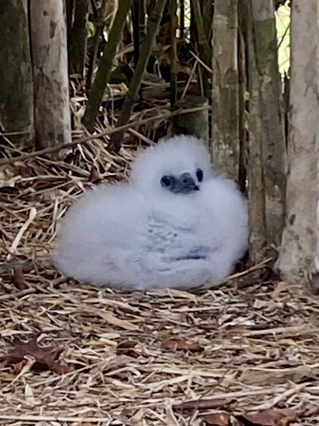 A fluffy white seabird chick on Christmas Island