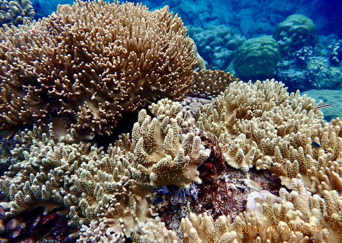 A bright coral garden on the Christmas Island fringing reef, an Earth to Sea News original