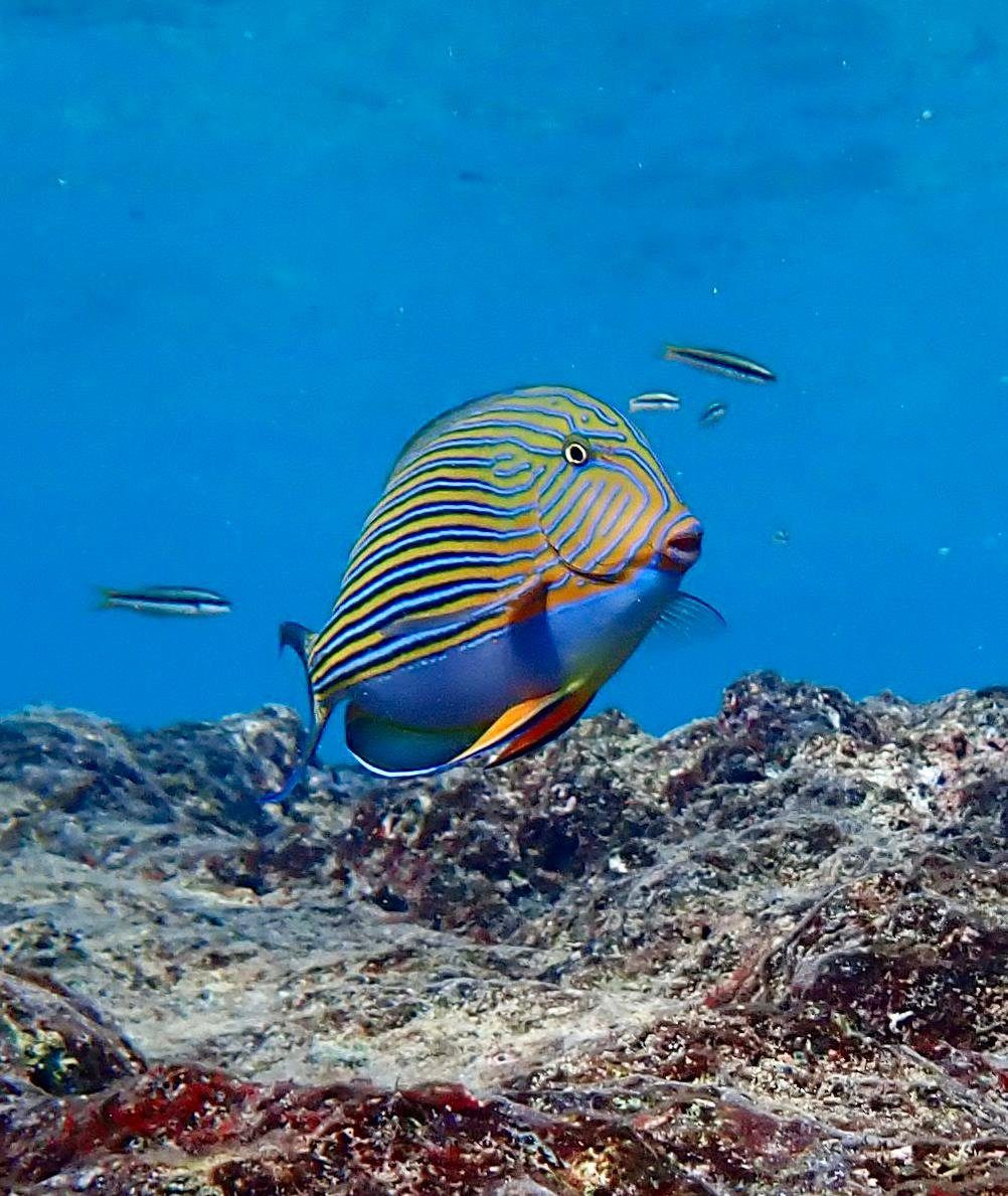 A striped surgeonfish with electric blue and yellow stripes swimming over the reef at Flying Fish Cove, an Earth to Sea News original