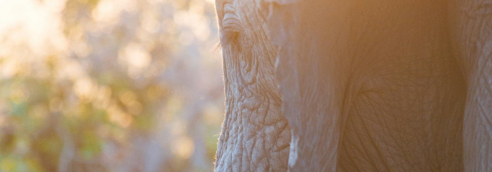 A close view of a desert elephant's face in golden evening light, Namibia