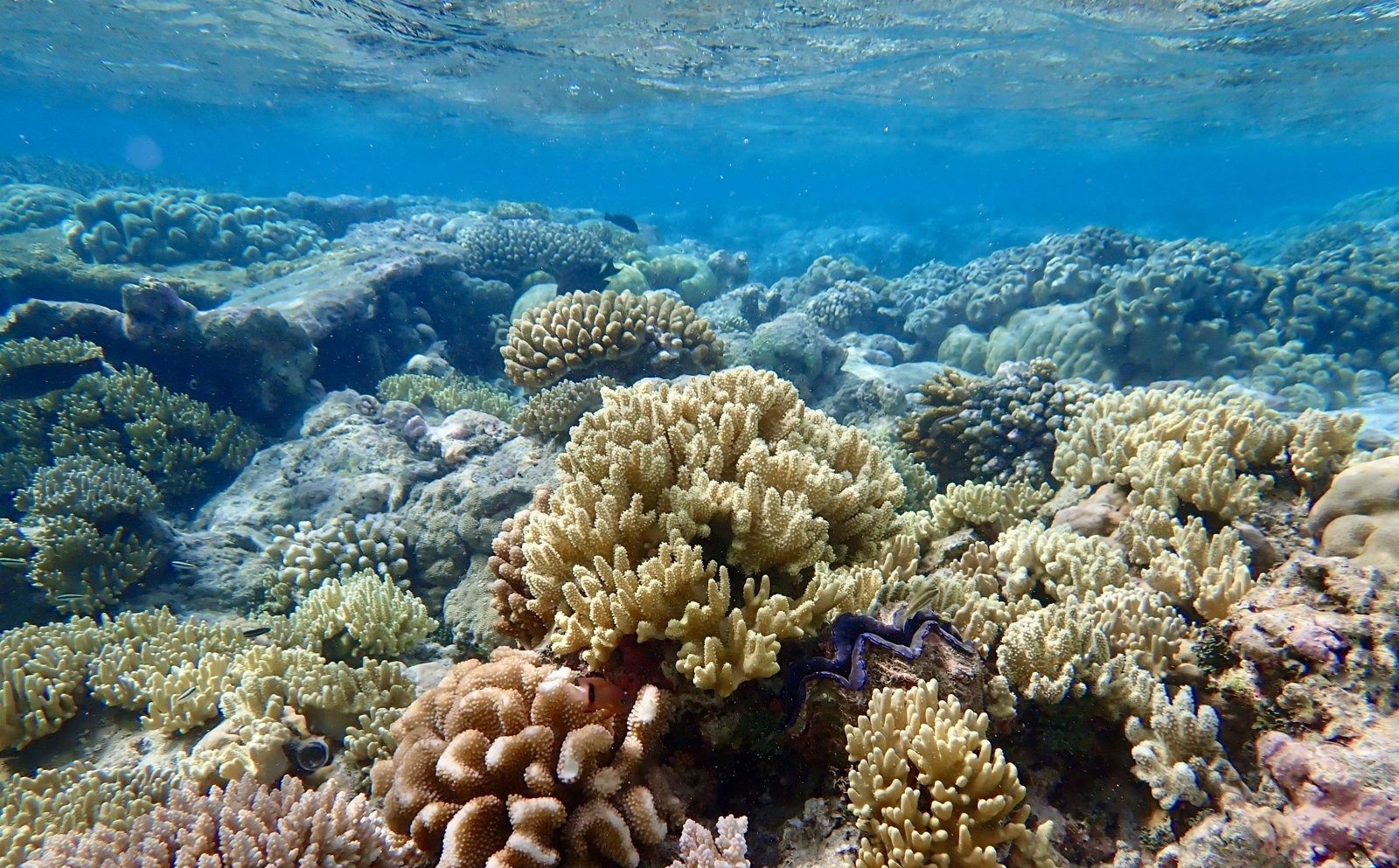 A sunlit coral garden in the shallows at Direction Island