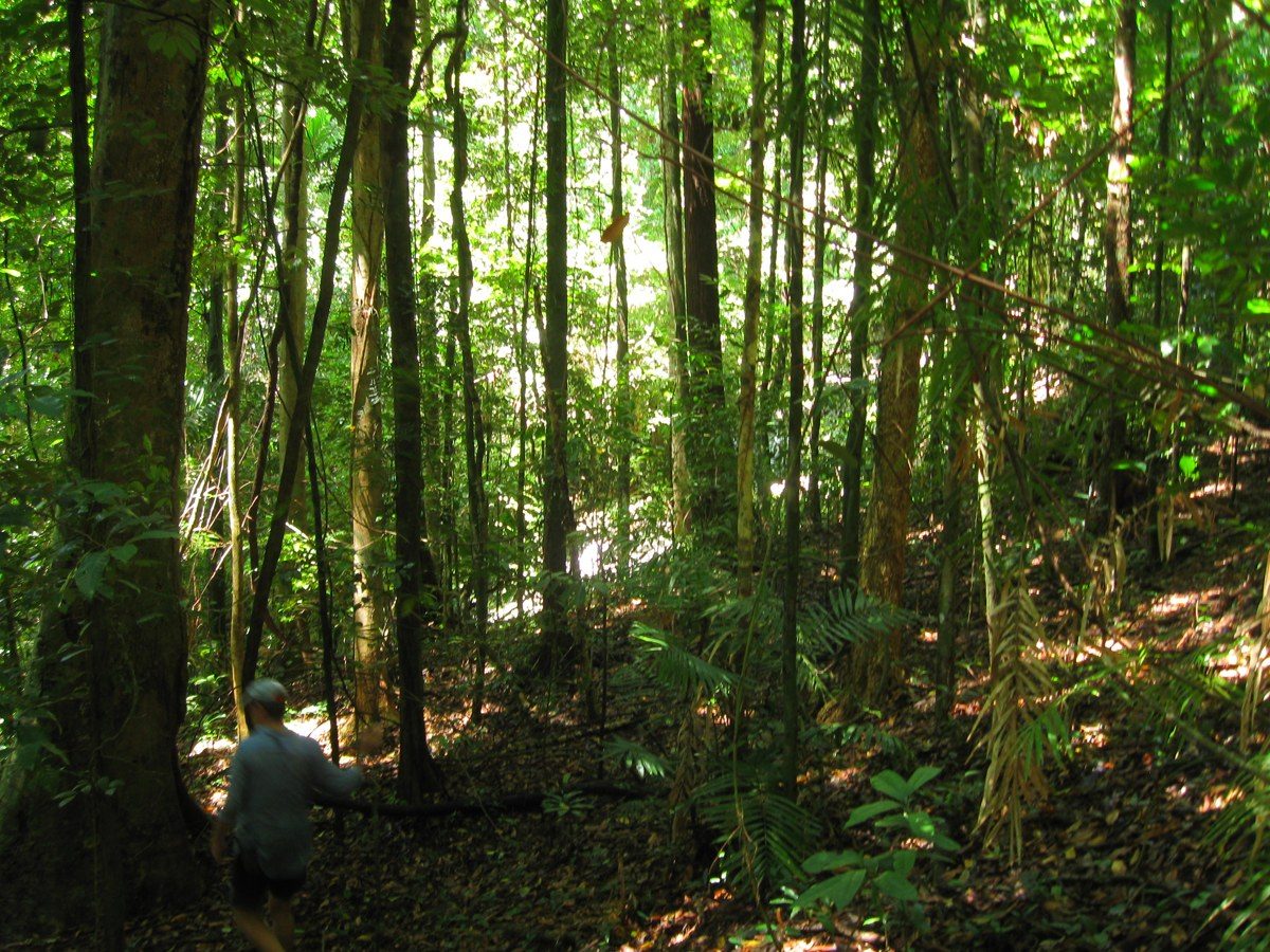 Tall rainforest trees inside the Daintree