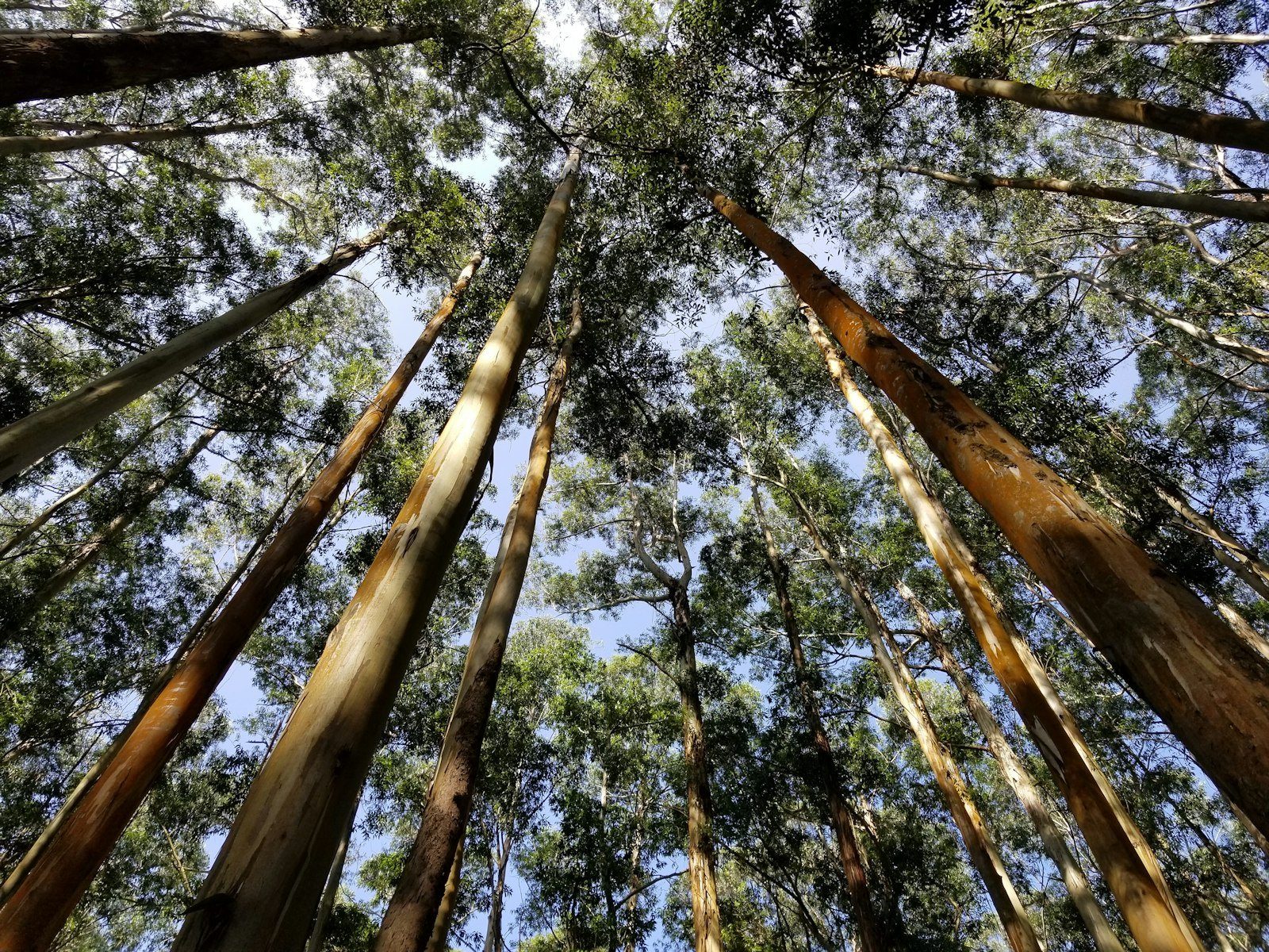 Eucalypt trunks reaching skyward into the light