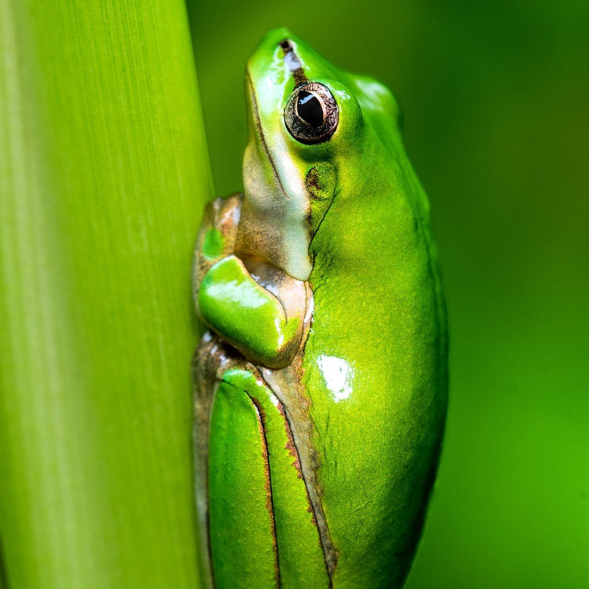 A green tree frog clinging to a reed