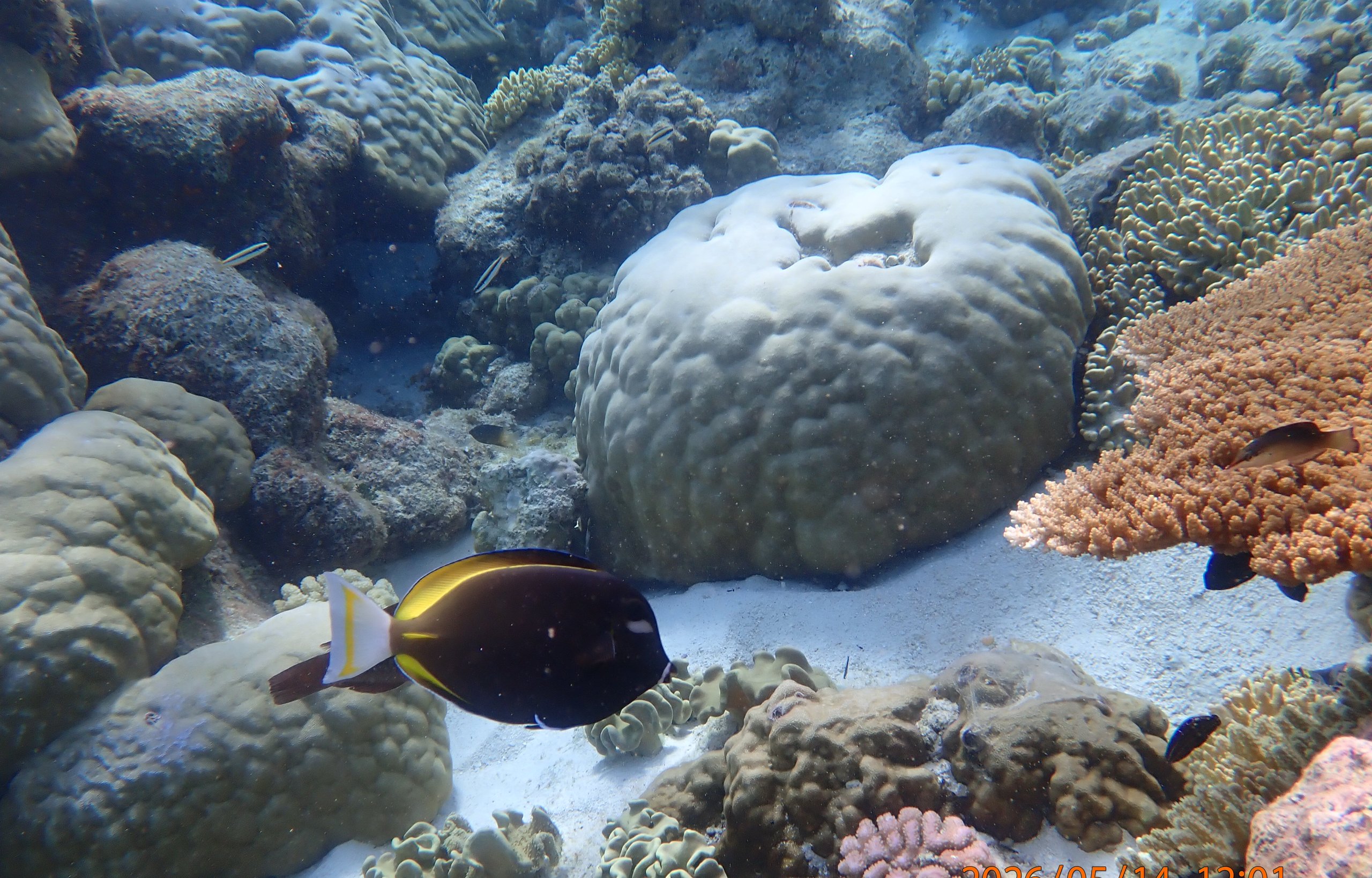 Coral reef scene at Direction Island, Cocos (Keeling) Islands