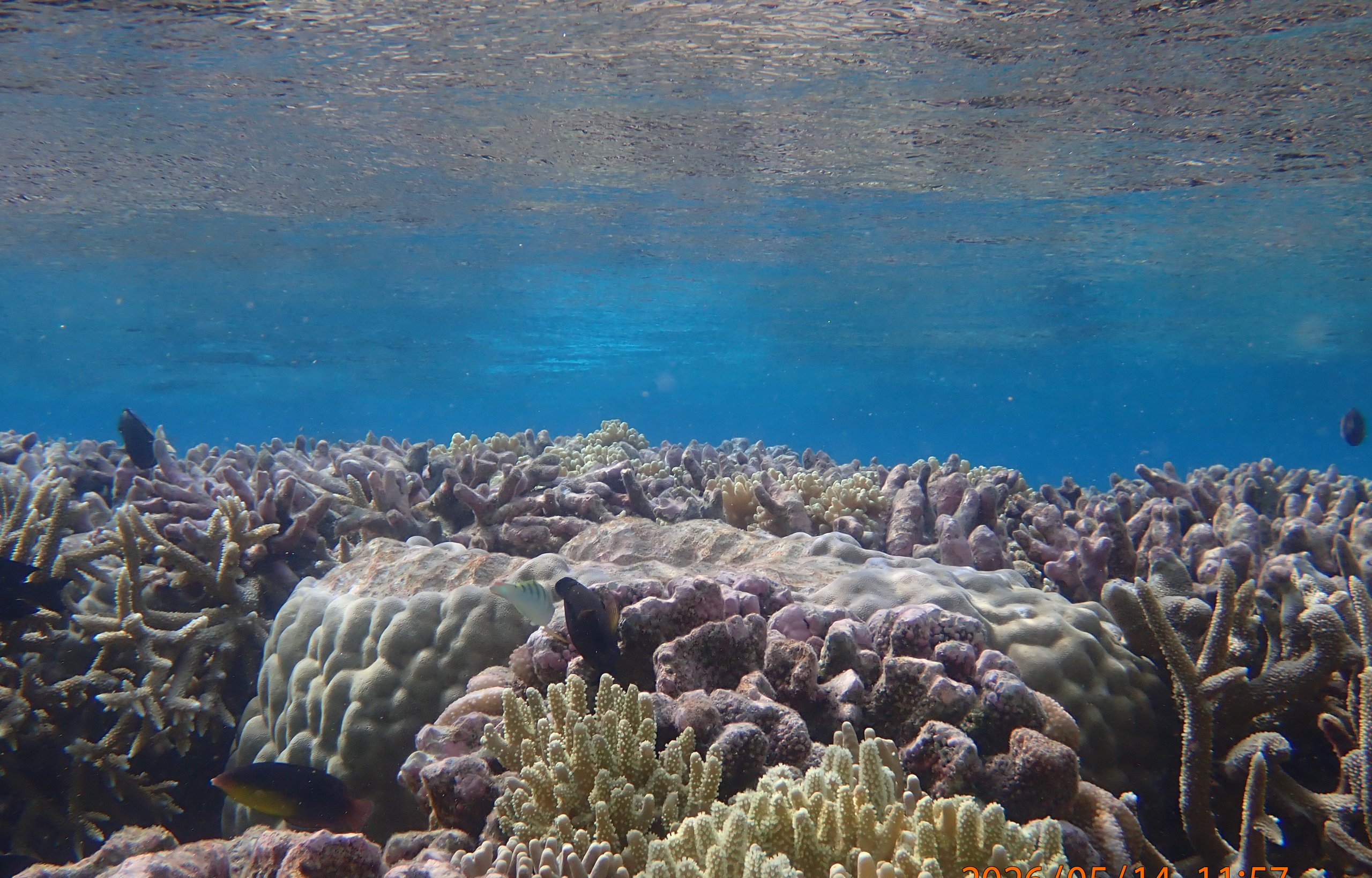 Coral reef scene at Direction Island, Cocos (Keeling) Islands