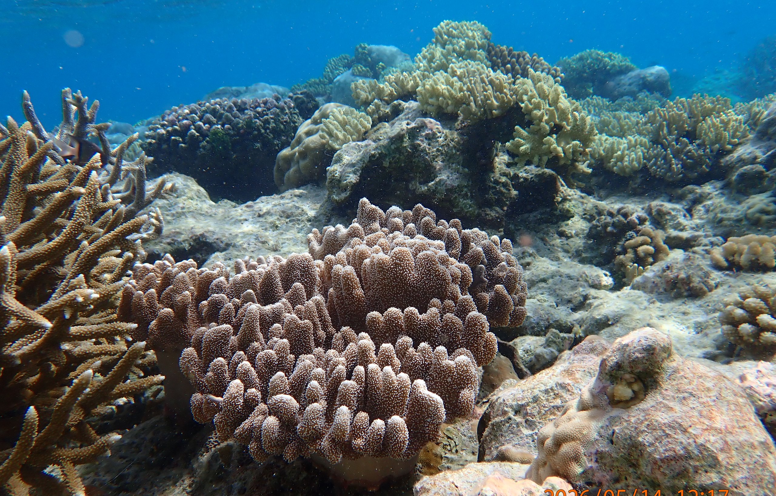 Coral reef scene at Direction Island, Cocos (Keeling) Islands