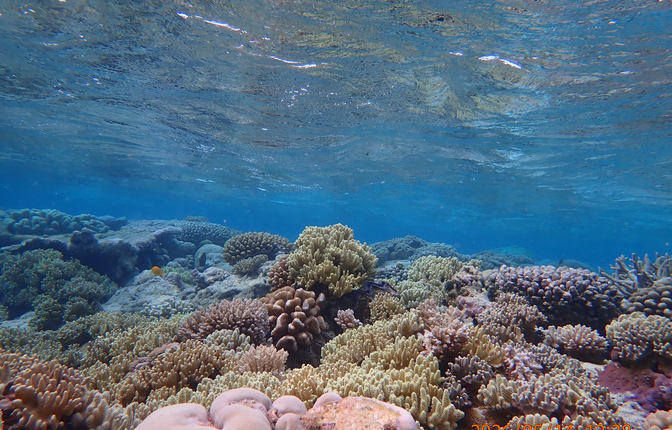 Coral reef scene at Direction Island, Cocos (Keeling) Islands