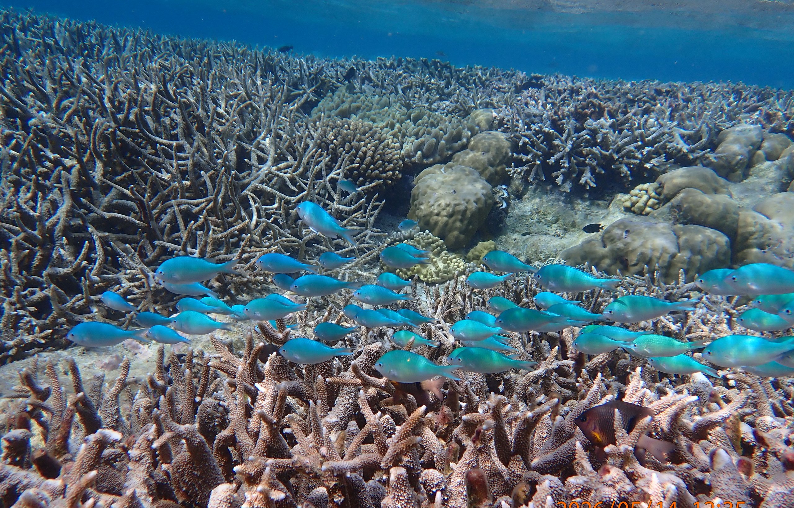 Coral reef scene at Direction Island, Cocos (Keeling) Islands
