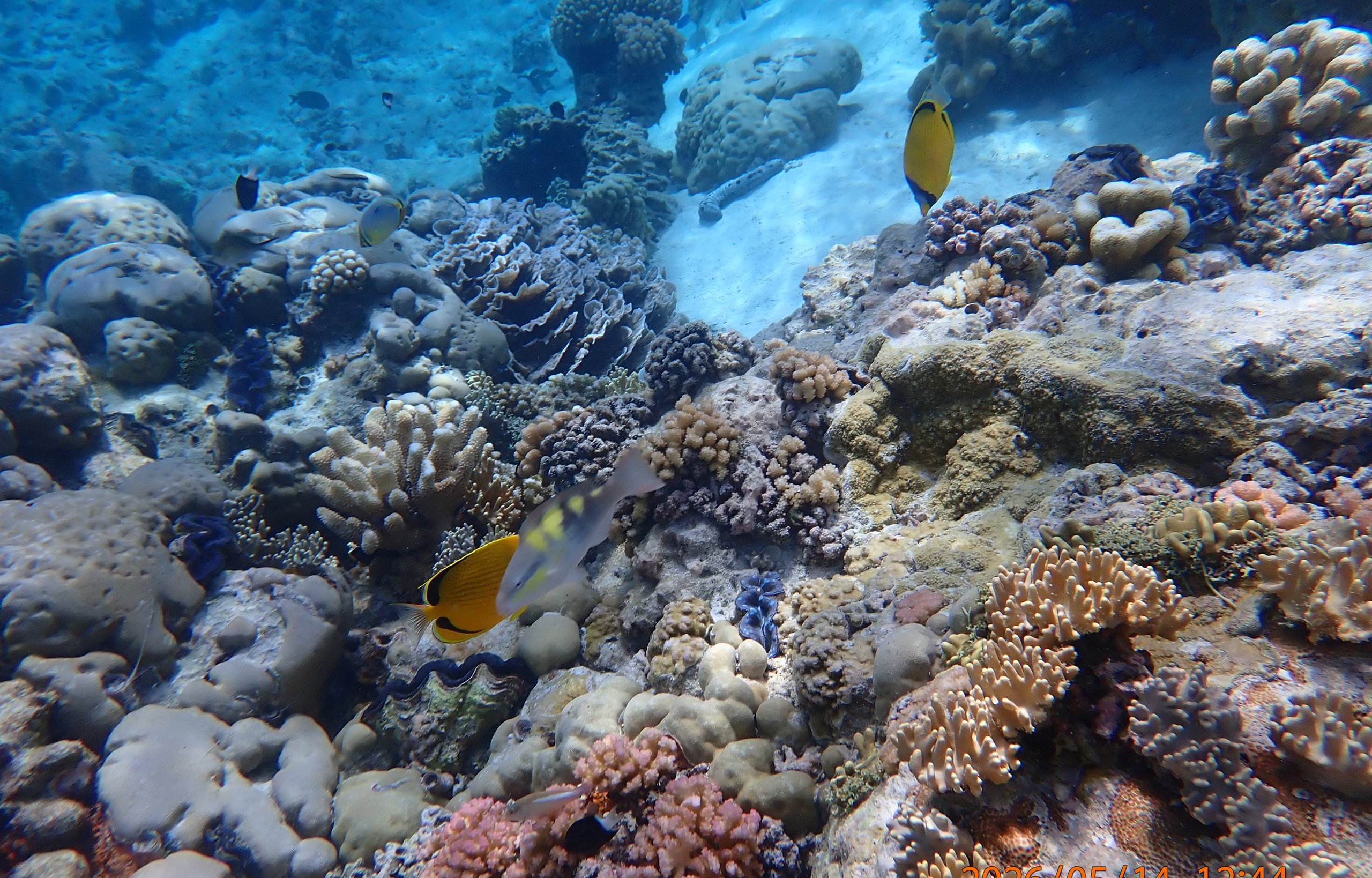 Coral reef scene at Direction Island, Cocos (Keeling) Islands