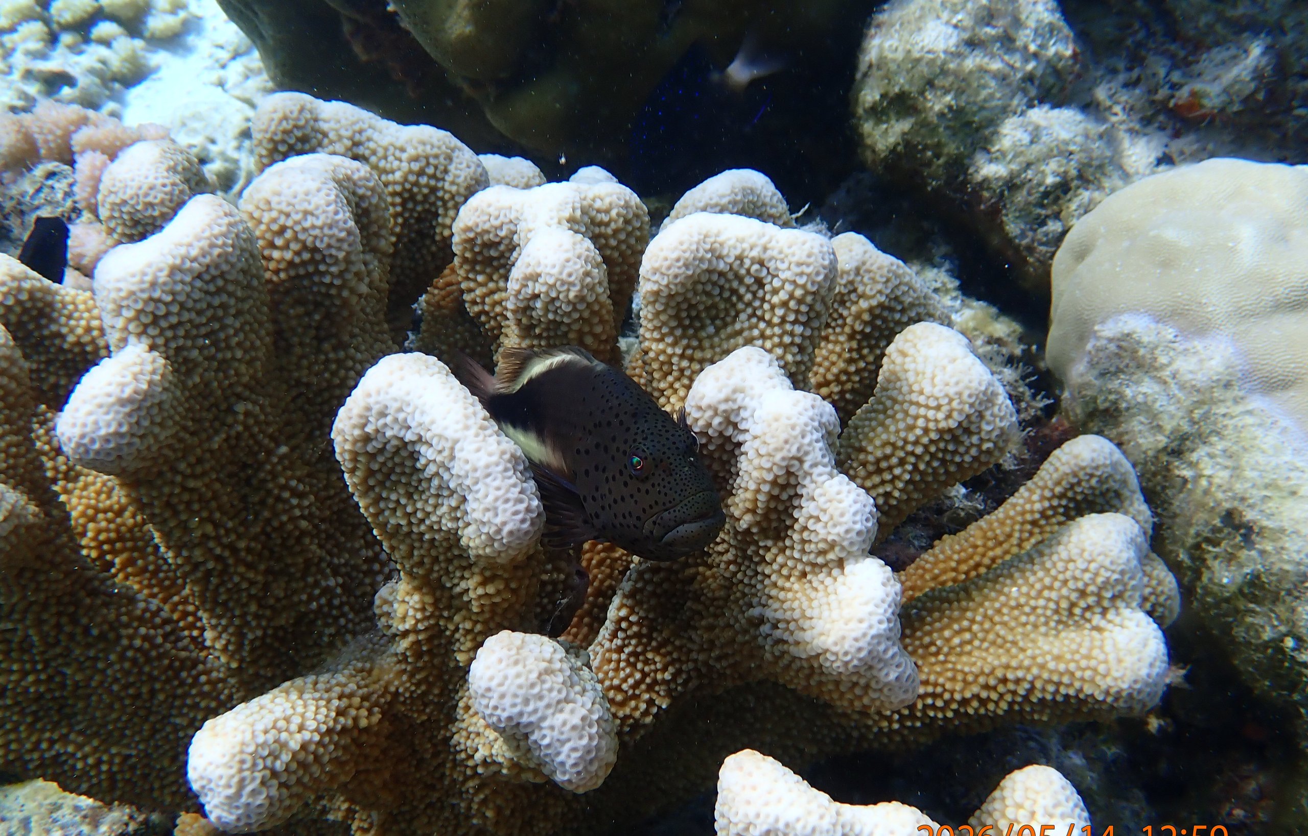 Coral reef scene at Direction Island, Cocos (Keeling) Islands