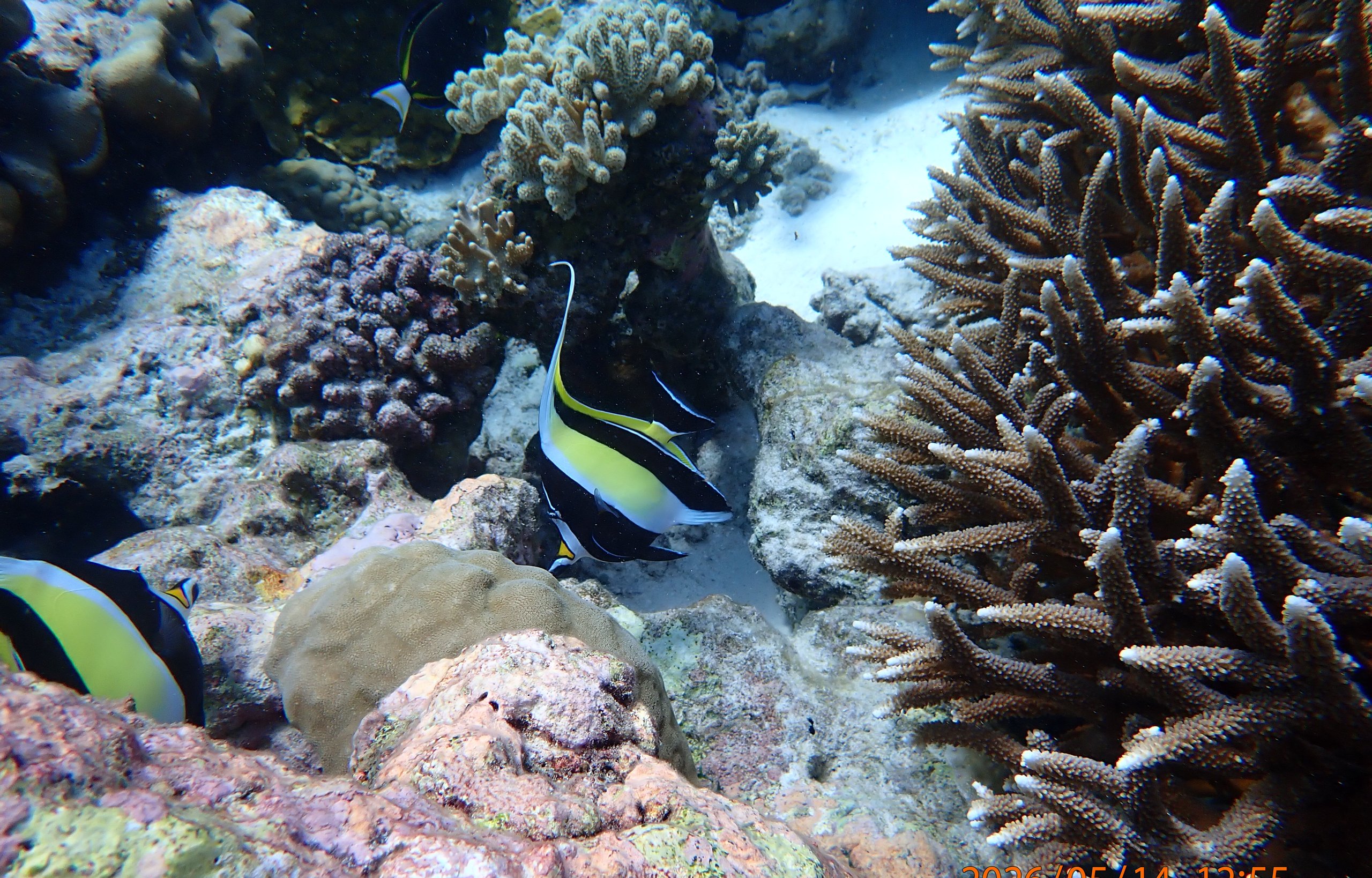 Coral reef scene at Direction Island, Cocos (Keeling) Islands