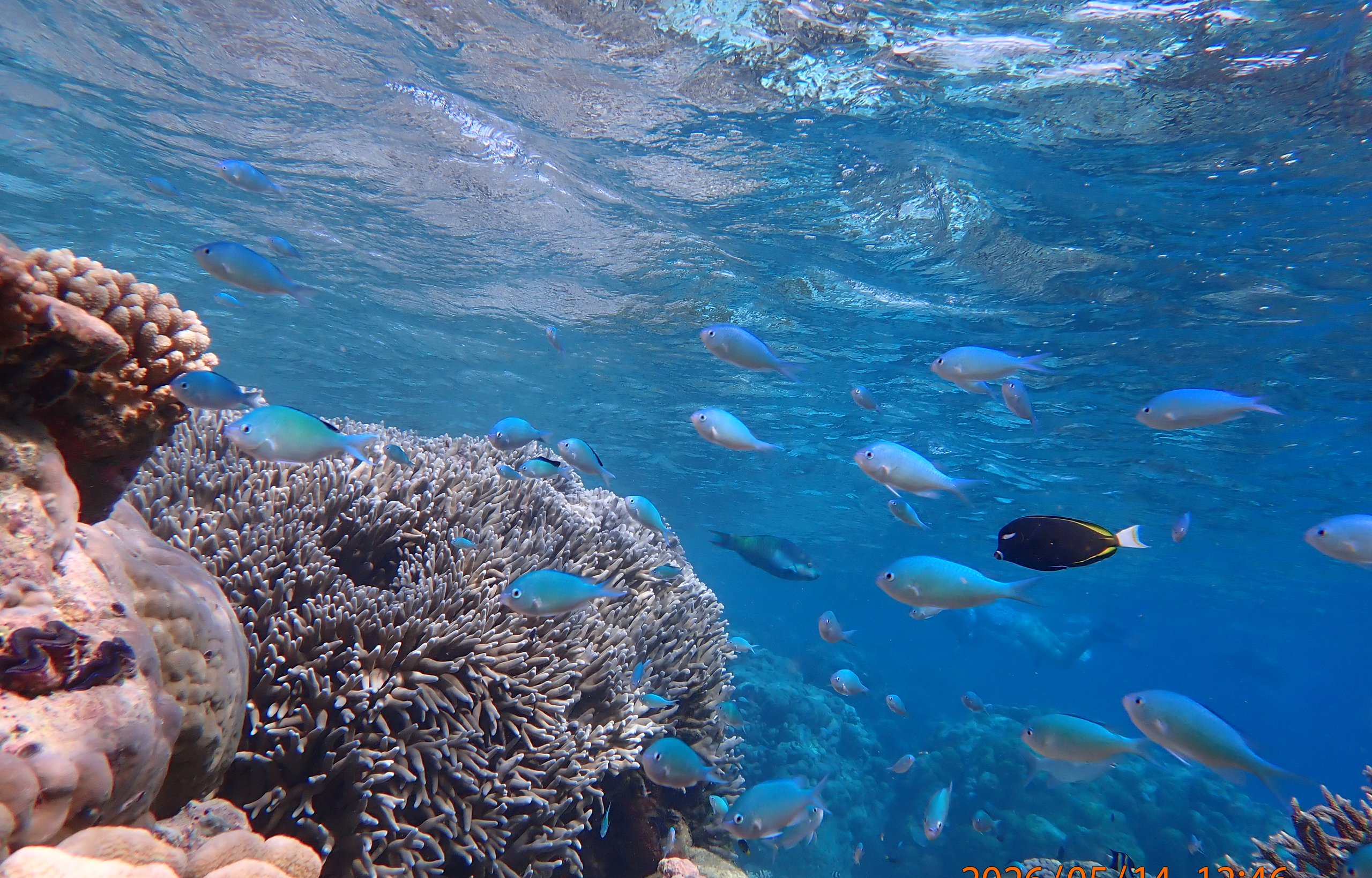 Coral reef scene at Direction Island, Cocos (Keeling) Islands