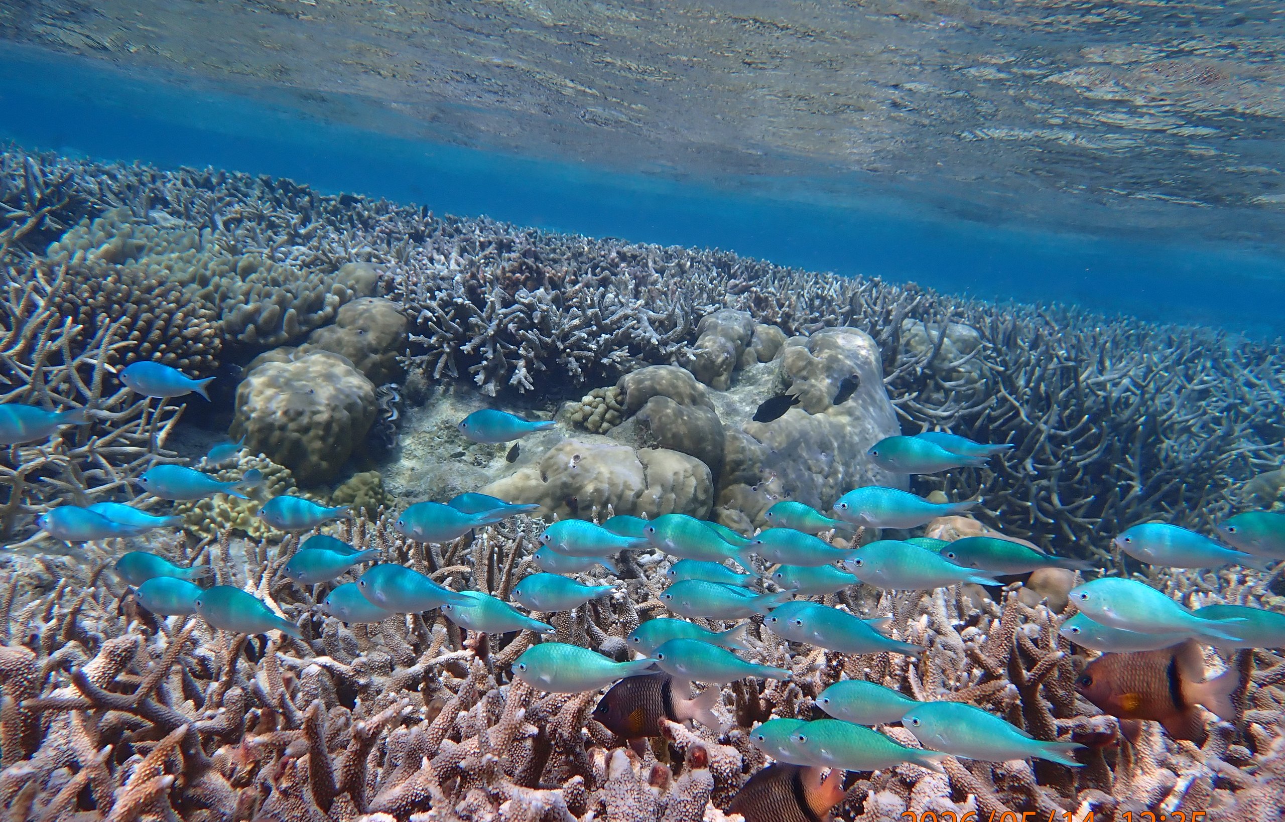 Coral reef scene at Direction Island, Cocos (Keeling) Islands