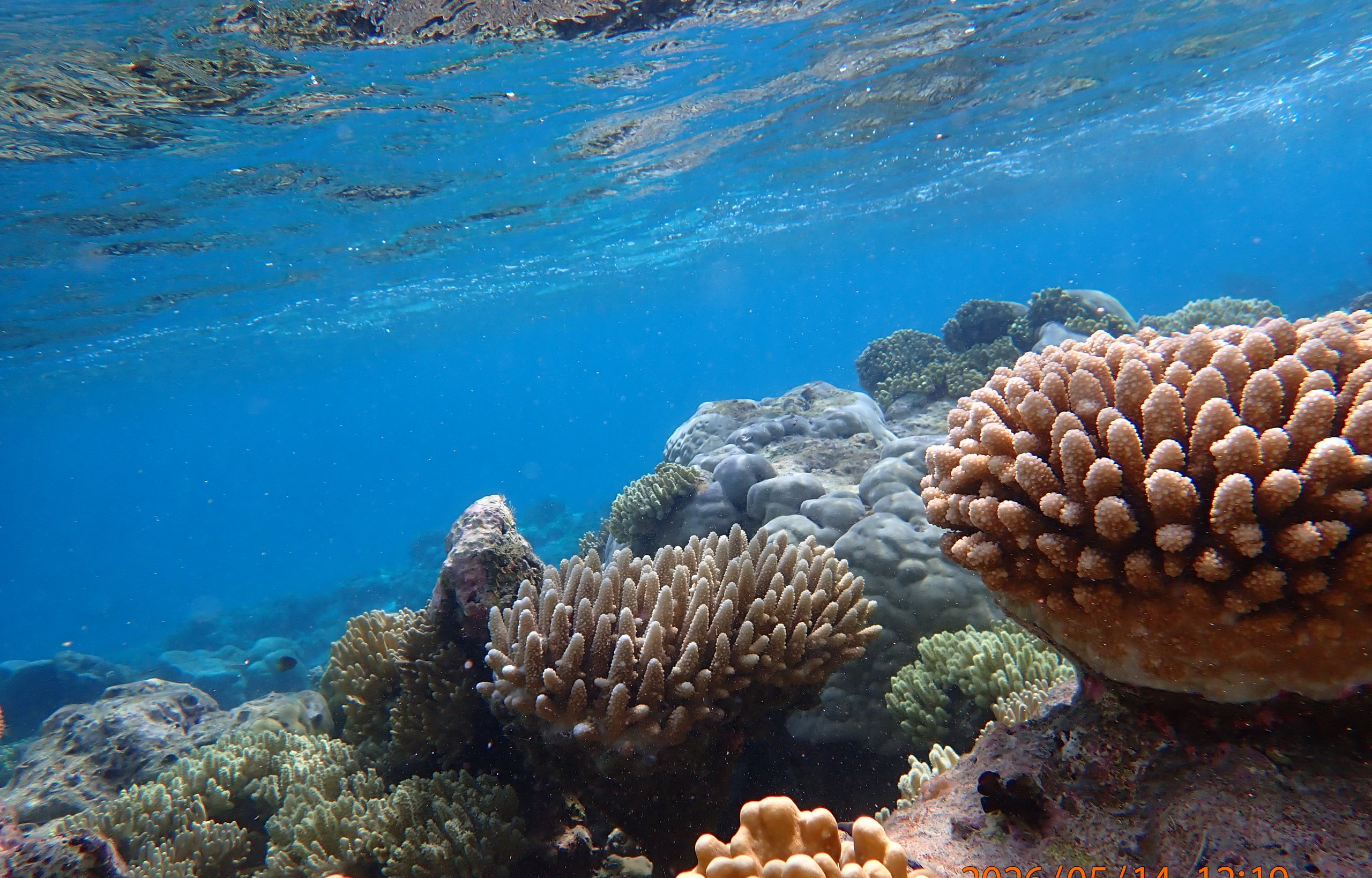 Coral reef scene at Direction Island, Cocos (Keeling) Islands