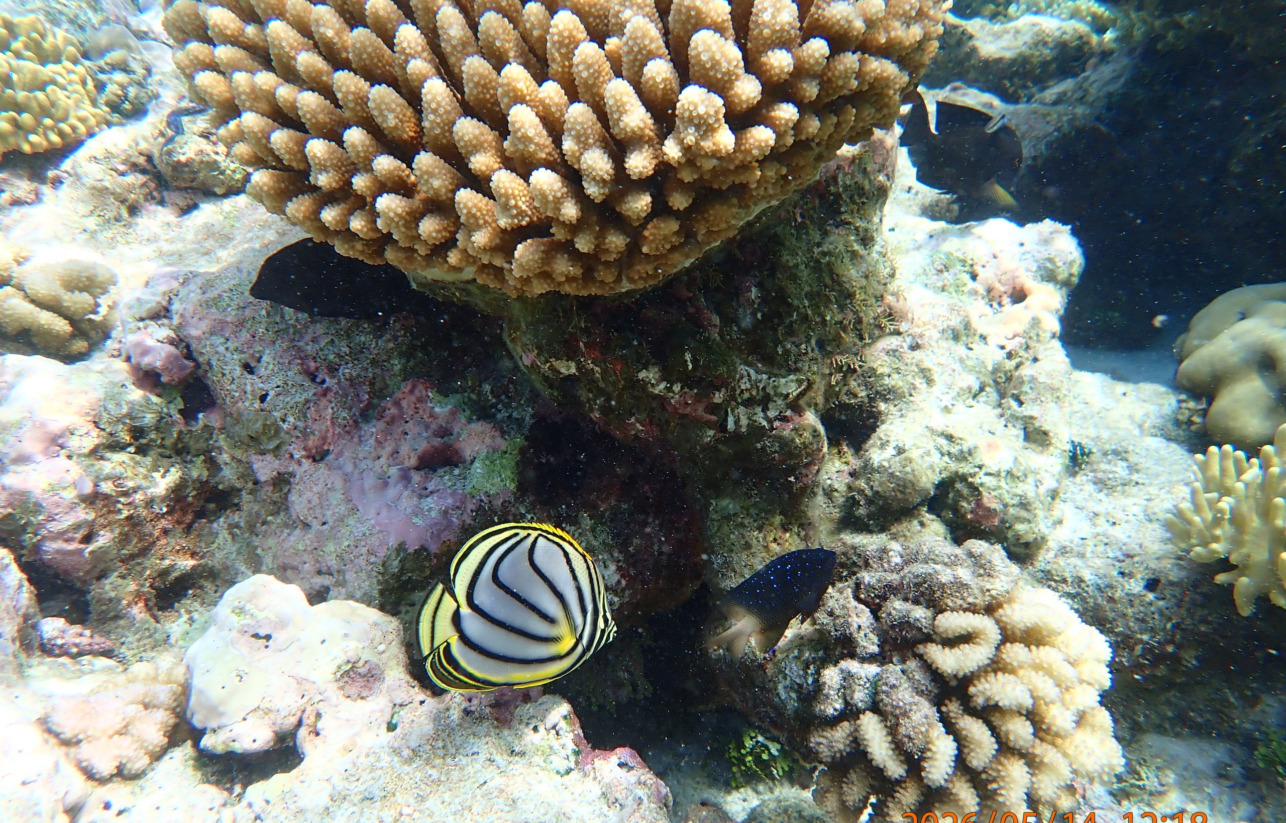 Coral reef scene at Direction Island, Cocos (Keeling) Islands