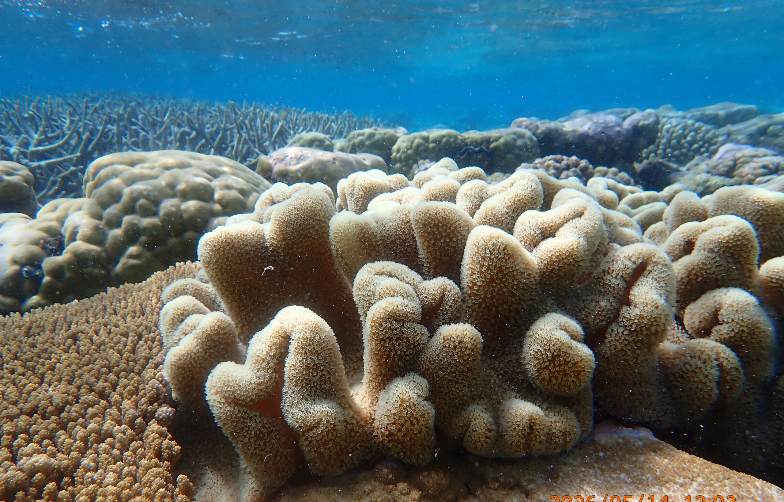 Coral reef scene at Direction Island, Cocos (Keeling) Islands