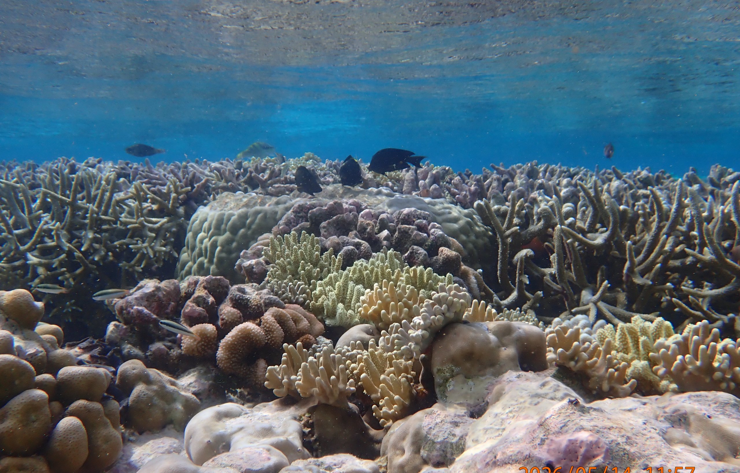 Coral reef scene at Direction Island, Cocos (Keeling) Islands