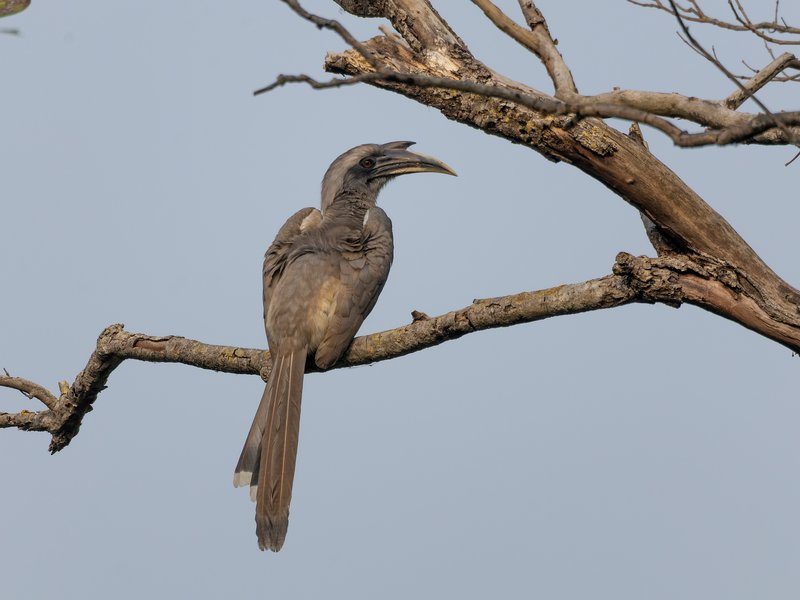 An Indian grey hornbill perched on a weathered branch against a soft grey sky