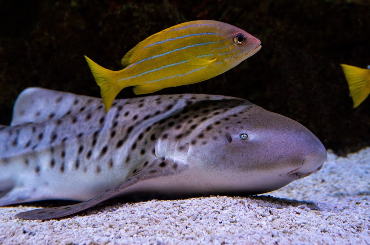 A gentle leopard shark resting on white sand