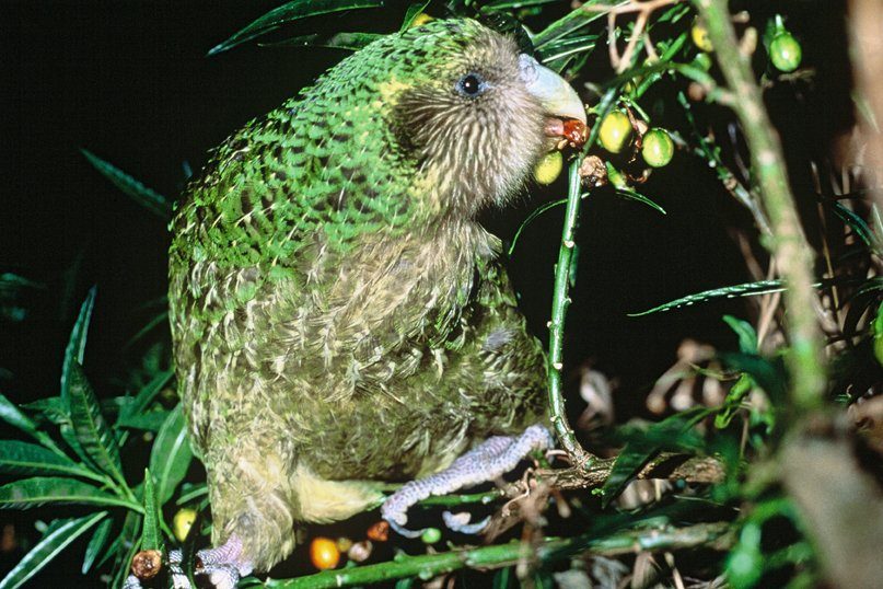 Trevor the kākāpō feeding on poroporo fruit