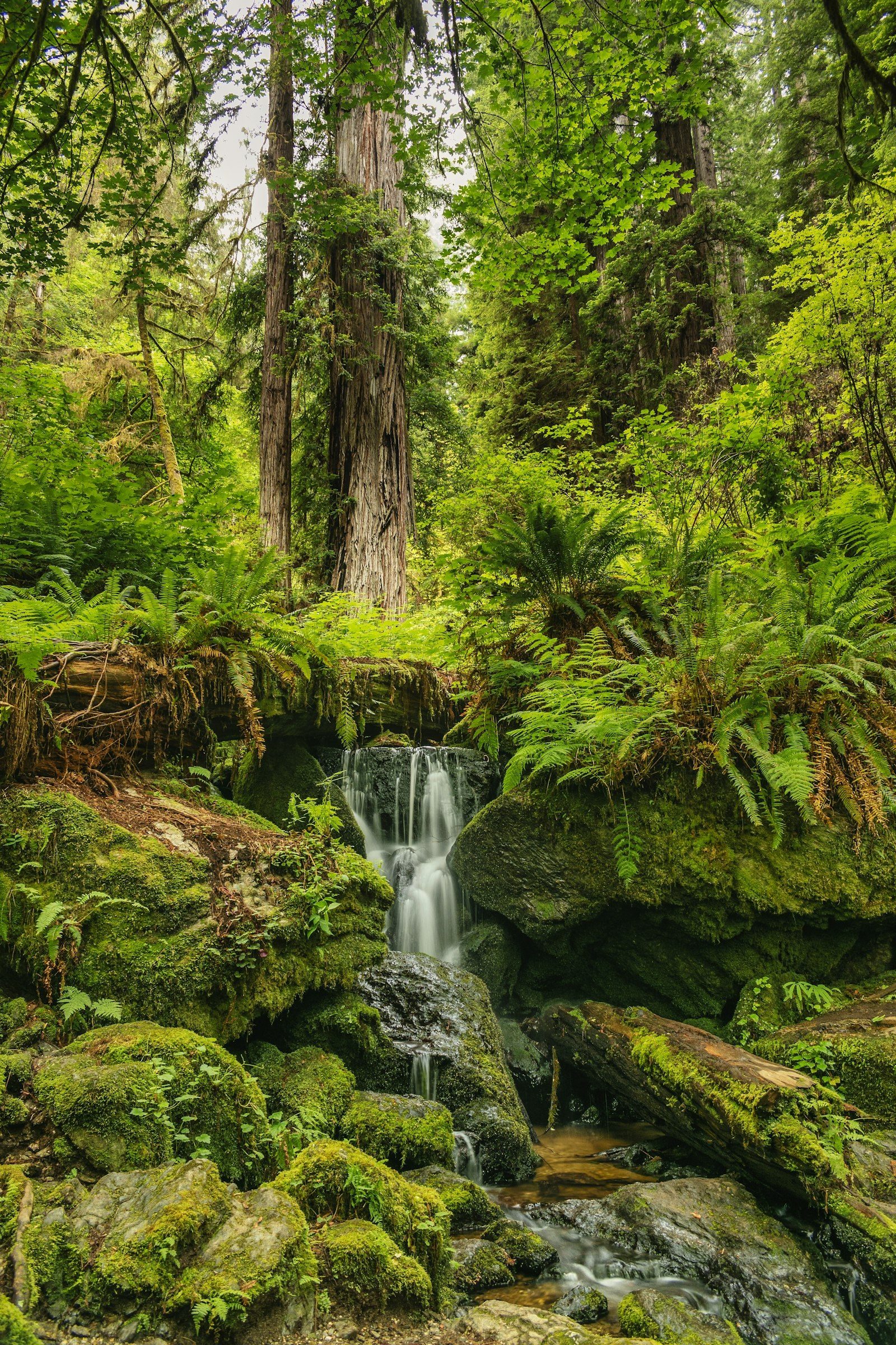 Ferns, moss and a small waterfall in lush green rainforest