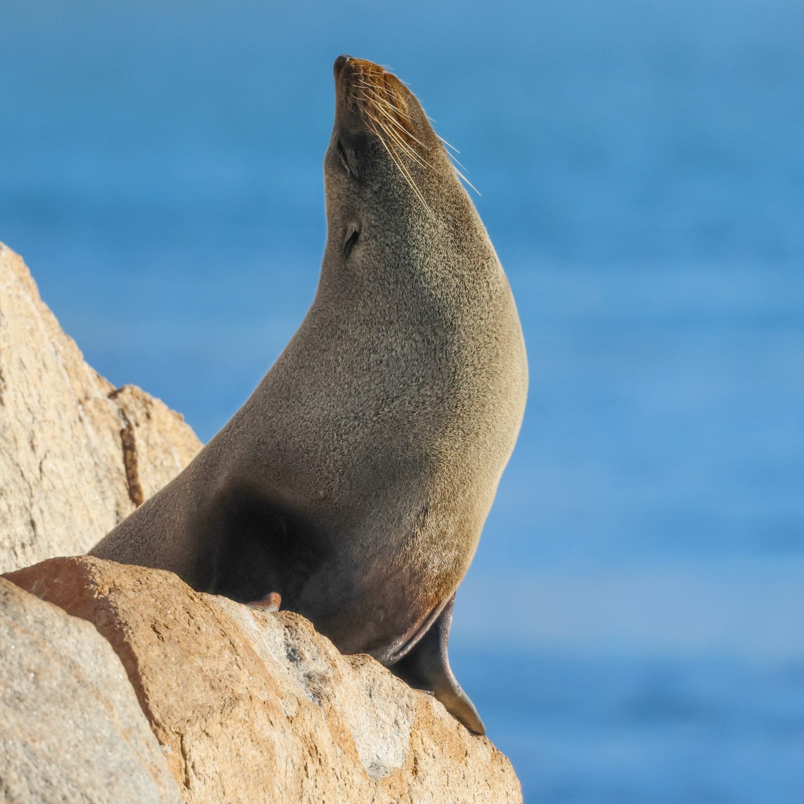 A fur seal raises its chin to the sun on the rocks at Narooma, photographed by Christina Senn