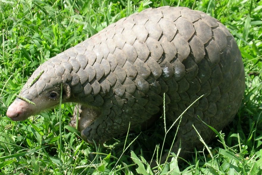 A Chinese pangolin walking through green grass