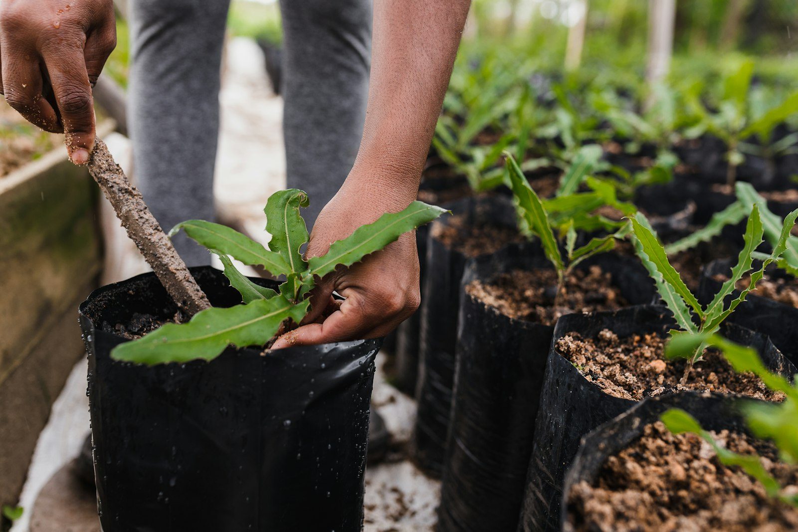 Rows of young tree seedlings in planting bags at a nursery