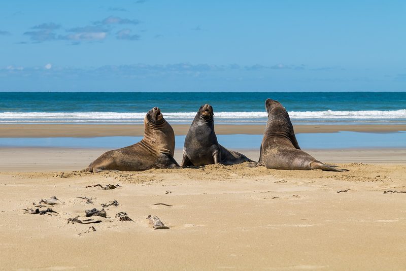 Three New Zealand sea lions up on golden sand with blue sky and surf behind them