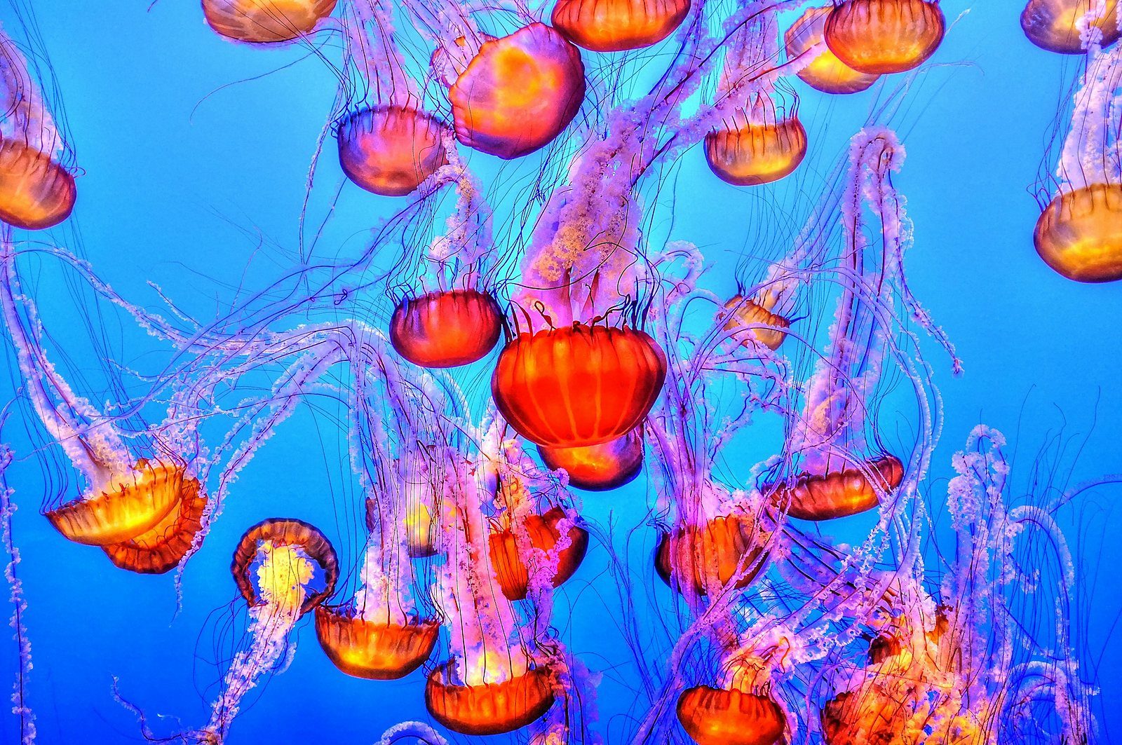 Sea nettle jellyfish glowing orange against deep blue water, long tentacles trailing