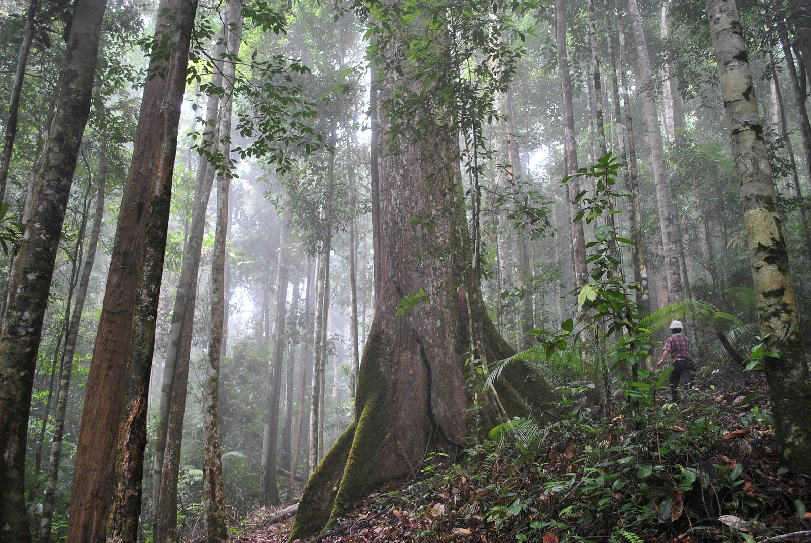 Old rainforest in mist, a huge buttressed tree and a walker on the track