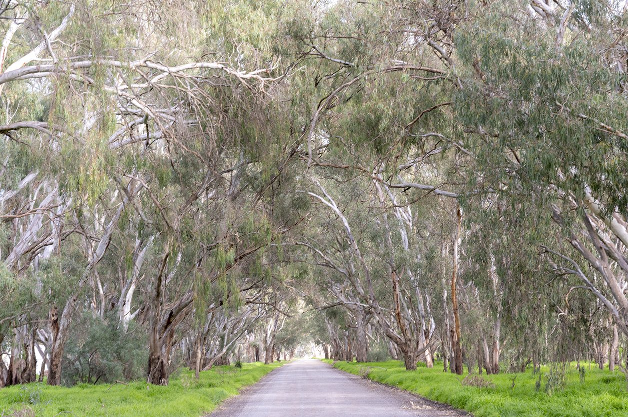 An avenue of eucalypts arching over a quiet country road at Bearii in northern Victoria