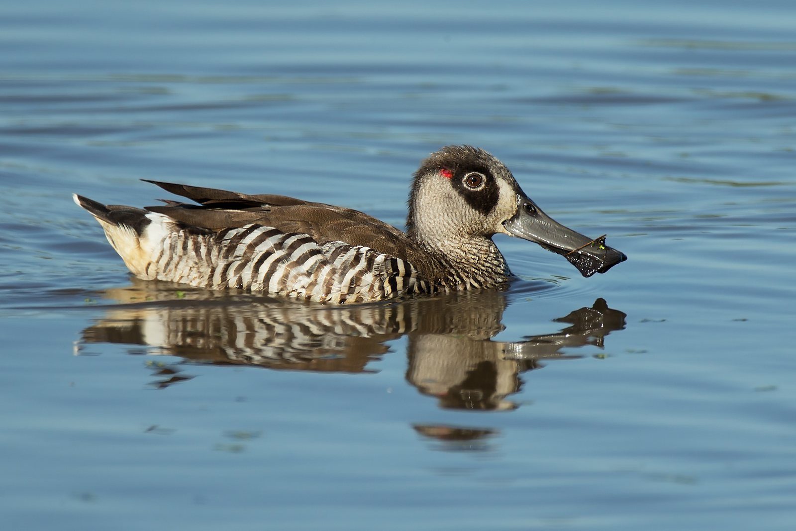 A pink eared duck on still water, zebra stripes sharp, pink spot behind the eye