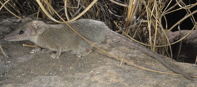 Planigale petrophila, a small grey brown marsupial on rock, its tail longer than its body