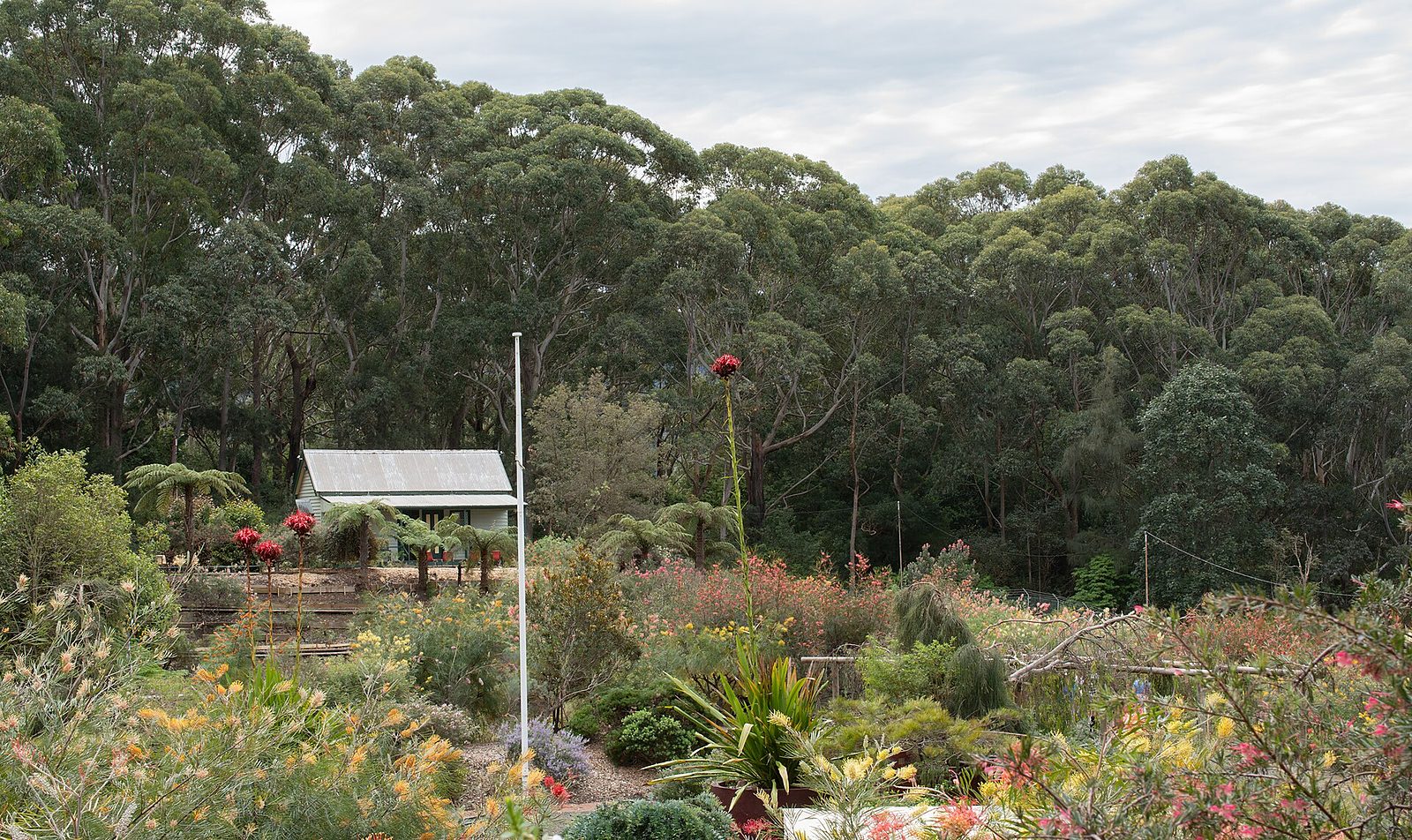 Australian native plants in flower