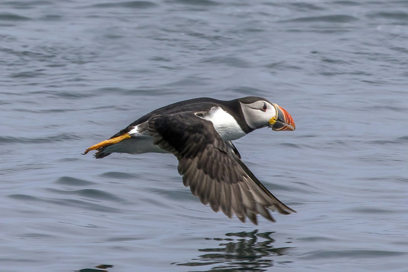 An Atlantic puffin skimming low over the sea, wings spread