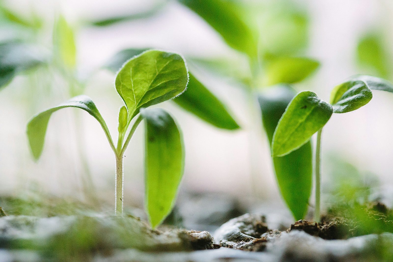 Young green seedlings standing strong in soft morning light