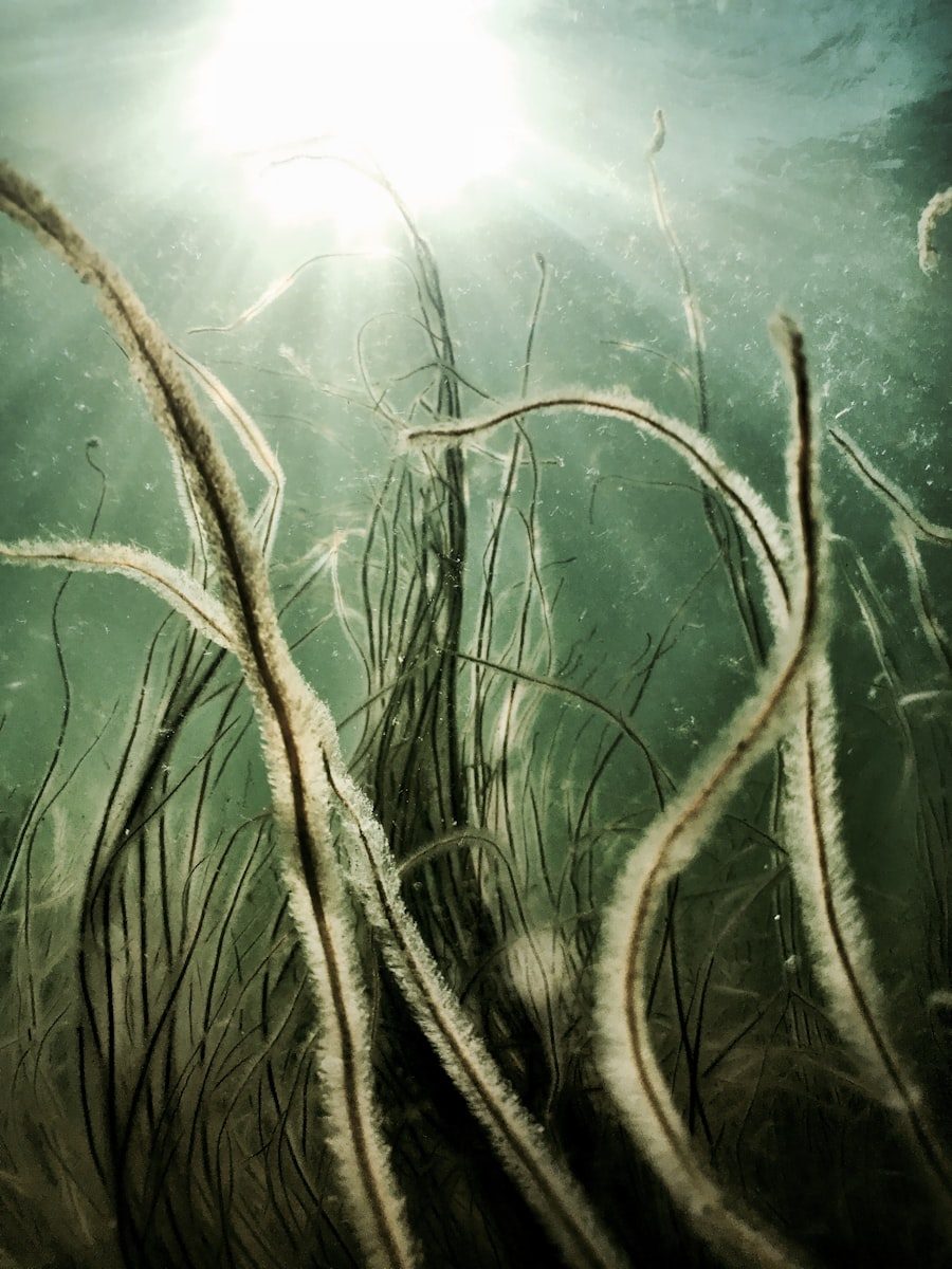 A seagrass meadow in clear shallow water with sunlight rippling across it
