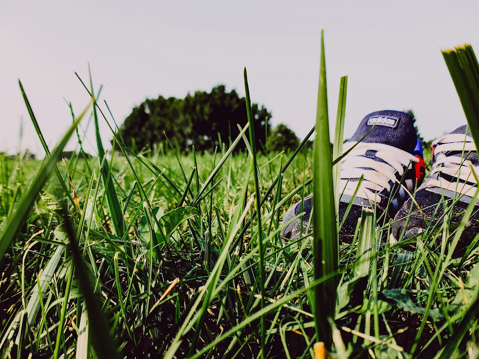 A pair of sneakers left behind in long green grass under a bright sky
