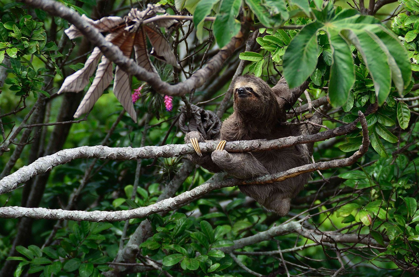 A brown throated three fingered sloth climbing slowly along a branch in green rainforest