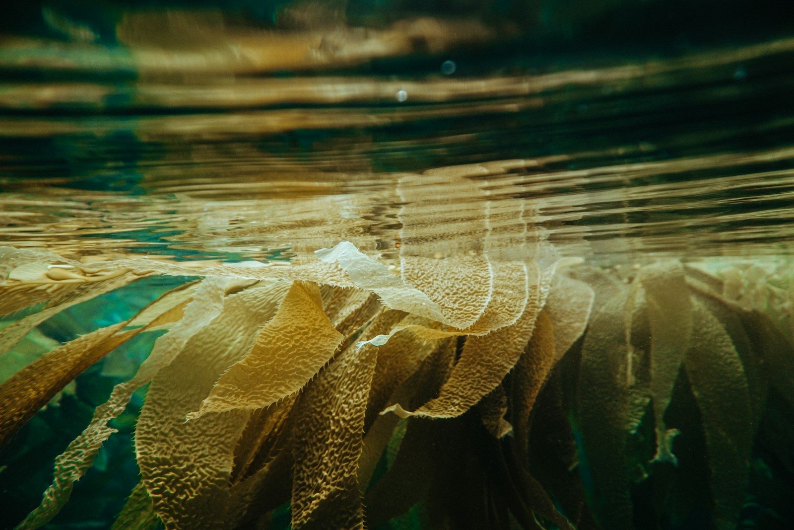 Golden kelp fronds reaching up through clear water towards the light