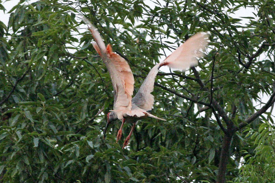 A toki, the Japanese crested ibis, taking flight with its pink underwings spread